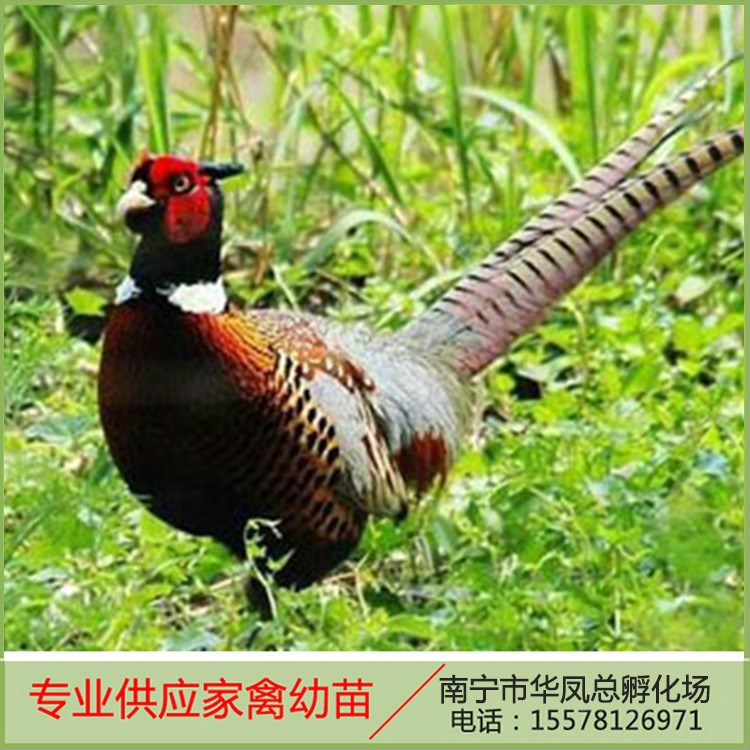 供應(yīng)廣西特種雞苗 生態(tài)散養(yǎng)七彩山雞苗 高存活耐寒野山雞小幼苗