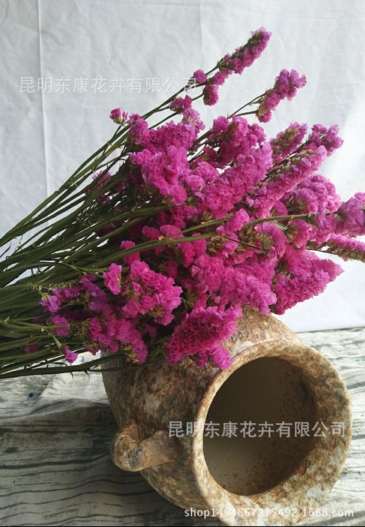 批发干花勿忘我天然花束 装饰百搭花 【玫红勿忘我A级】干花批发