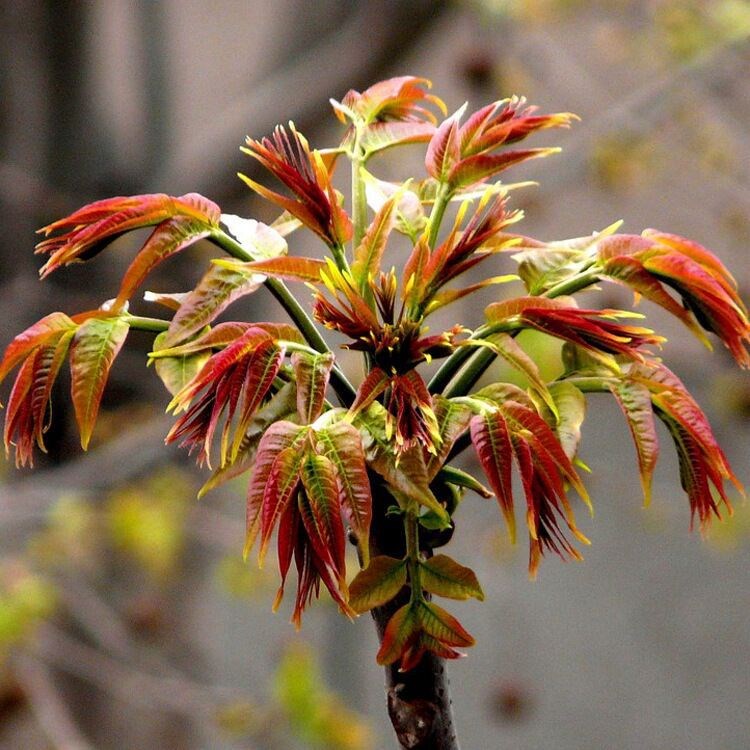 供應(yīng)綠化苗 香椿苗 香椿芽菜 另售香椿種子