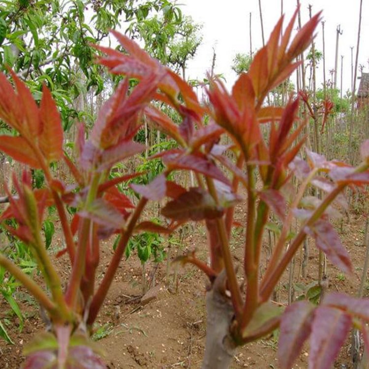 3號(hào)香椿種子 蔬菜種子 四季紅椿芽 芽苗菜 耐寒長勢(shì)快 5克/袋