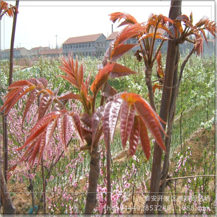 批發(fā)價出售當年即食紅油香椿苗 基地供應品種全紅油香椿苗