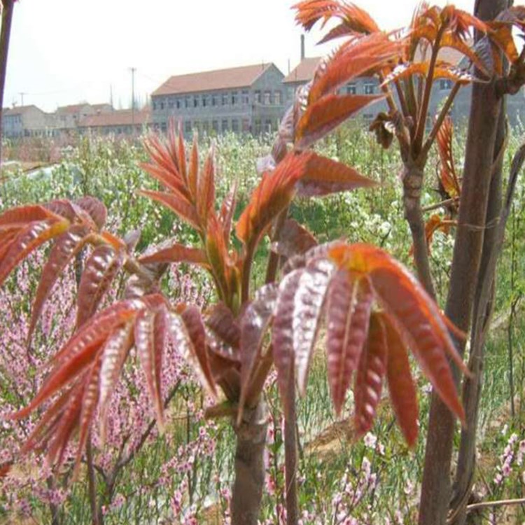 香椿树苗 食用盆栽地栽南北方种植室内庭院四季种植新鲜春芽果树