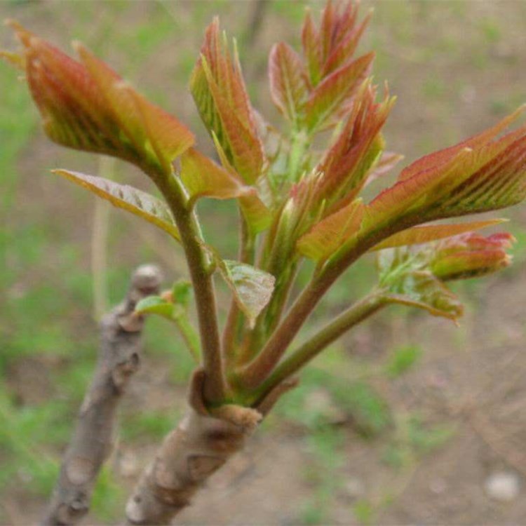 基地大量批發(fā) 泰山紅油香椿苗 當(dāng)年可食用 大棚矮化香椿苗