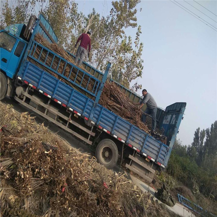 大量供应占地大棚香椿树苗  直销占地大棚香椿树苗  香椿树苗