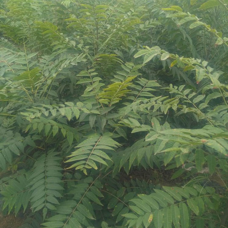 基地直銷紅油香椿苗 大型苗圃批量長期供應(yīng) 市場價(jià)買香椿苗