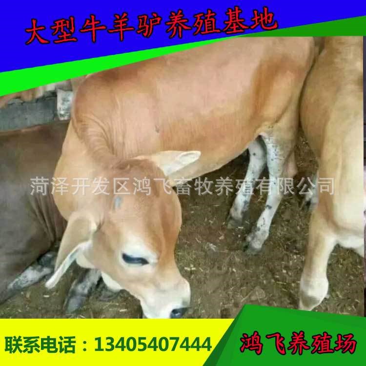 南京肉牛养殖场 三元杂交牛养殖 肉牛价格