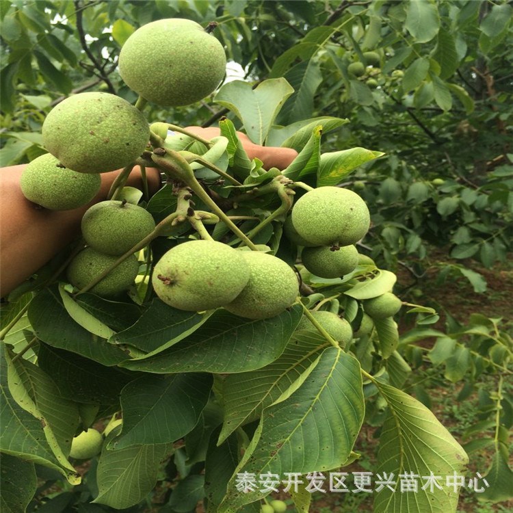 去找品種核桃苗 嫁接香玲核桃苗 核桃實(shí)生苗 現(xiàn)挖現(xiàn)賣