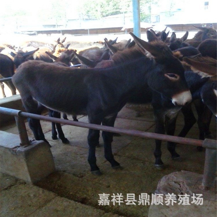 伊春养殖驴 江西扶贫项目养殖肉驴赚钱快 种德州肉驴价格