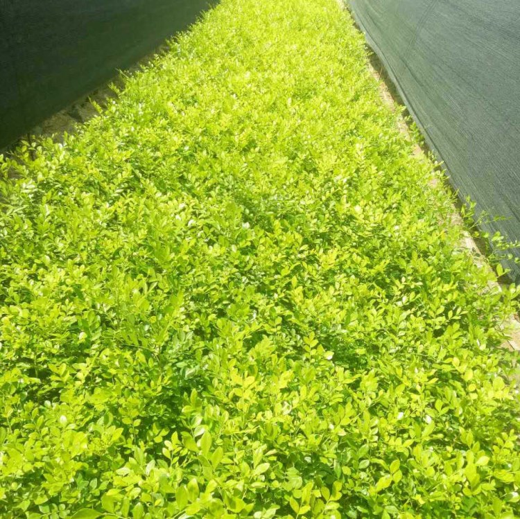 福建七里香批發(fā) 七里香庭院陽臺園林綠植觀賞植物基地供應