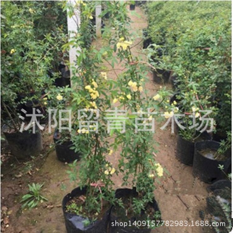 木香花苗庭院陽(yáng)臺(tái)攀援爬藤植物七里香苗木香花盆栽黃木香白木香花