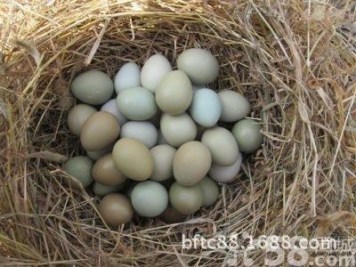 推荐农家饲养型野鸡蛋 批发营养丰富散装滋补野鸡蛋