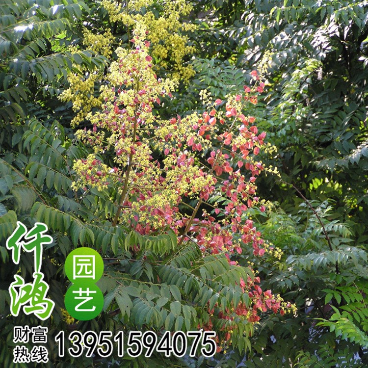 供應(yīng)花卉園林綠化苗木 欒樹 欒樹苗 湖南樹苗批發(fā) 自產(chǎn)自銷