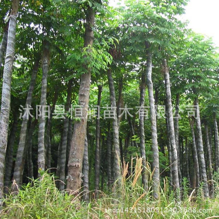 批發(fā)欒樹(shù)黃山欒樹(shù)苗防護(hù)樹(shù) 園林綠化苗木 行道樹(shù)量大從優(yōu)