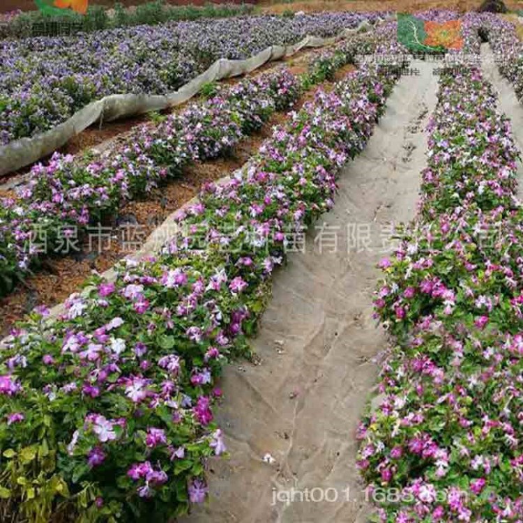 花卉种子 长春花种子 日日春 盆栽花卉种子 厂家直发