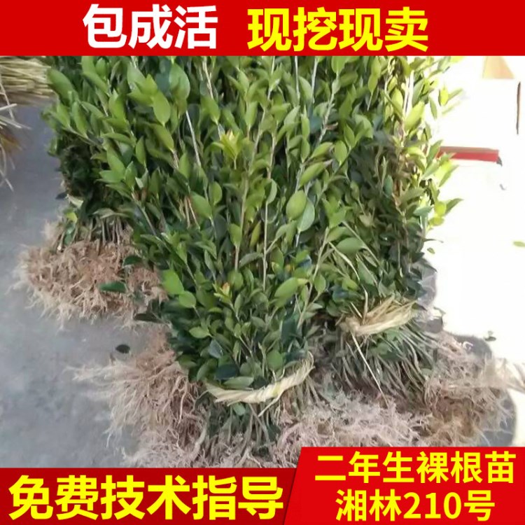 兩年油茶裸根苗 湘林良種茶油樹(shù)苗 地栽油茶苗 廠家批發(fā)