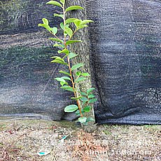 油茶苗批發(fā) 良種油茶樹苗 結(jié)果快高油量油茶苗