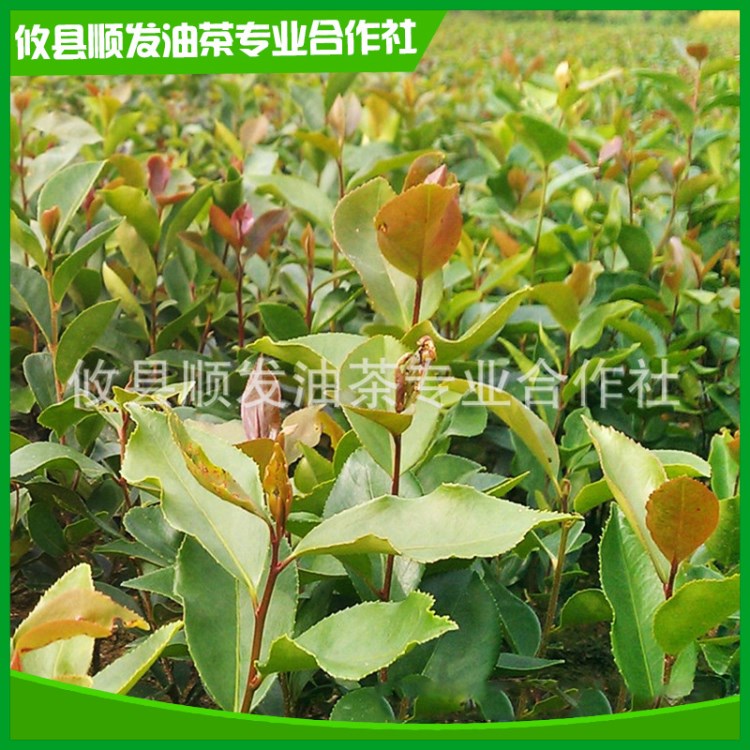 廠家批發(fā) 良種實生油茶苗木 綠化造林樹成苗 園藝茶油樹苗