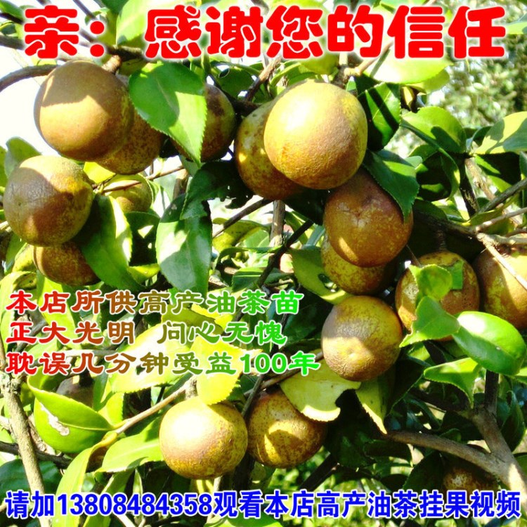 良种大果茶油树苗木 嫁接油茶苗低价 山茶油种苗包邮