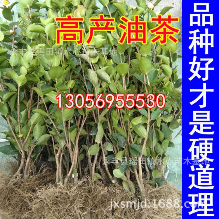 批發(fā)長林系列中大果嫁接油茶苗良種茶籽苗當(dāng)年20-40公分