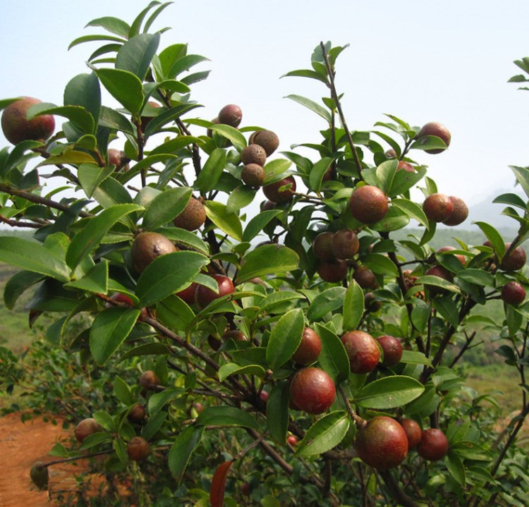 廣西油茶苗批發(fā)供應(yīng) 油茶果樹苗 大果軟枝油茶苗 苗圃直銷