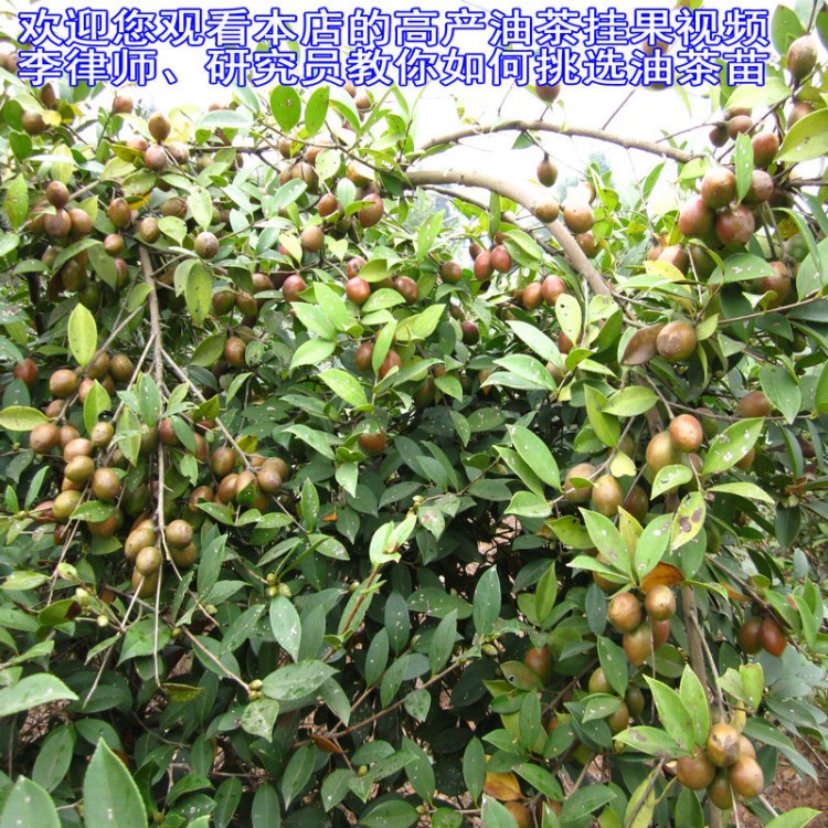 湖南省良种嫁接油茶苗基地油茶树苗木批发 果树苗绿化苗包邮