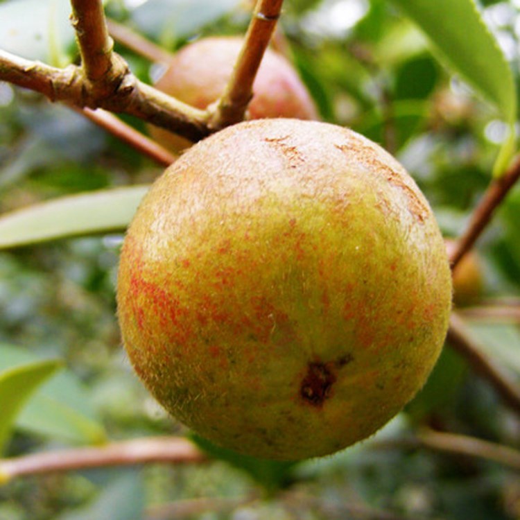 基地直销二年生油茶苗 湖南大果良种嫁接油茶苗茶籽树苗