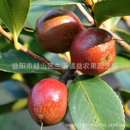 南方果樹苗木 嫁接果苗 可盆栽果樹苗 岑溪軟枝油茶苗 茶籽苗