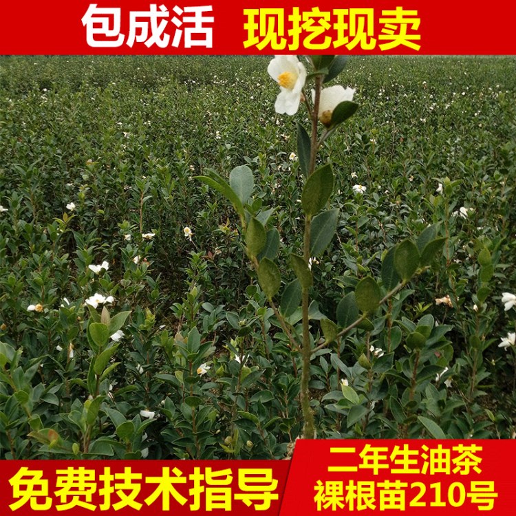 批發(fā) 二年生裸根油茶樹(shù)嫁接 油茶樹(shù) 大果紅花油茶樹(shù)