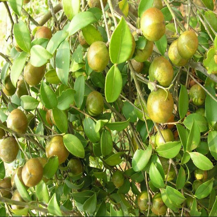 批发新采茶花种子油茶种子 狗耳朵种子发芽率高