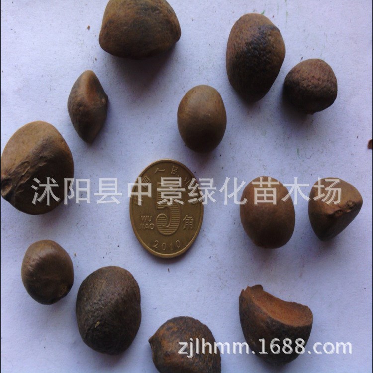 紅花油茶種子 新采油茶種子 包發(fā)芽種子 提供種子技術