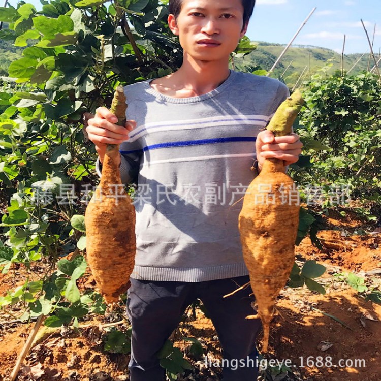 新鮮批發(fā)廣西藤縣和平鎮(zhèn)產(chǎn)地直供新鮮葛根無渣粉葛菜葛 粉葛之鄉(xiāng)