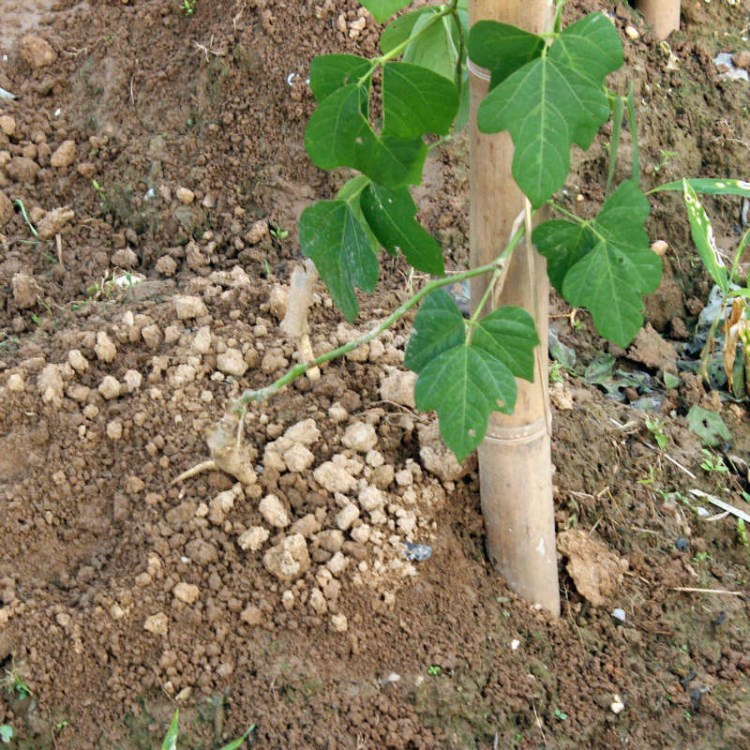 【葛香園】葛根種苗 桂葛一號粉葛苗 無渣粉葛苗 葛根苗批發(fā)