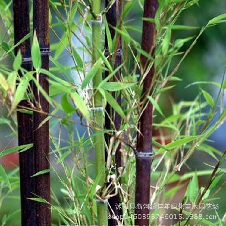 紫竹 別墅綠化竹子 庭院種植植物 庭院綠化竹子 基地直銷 紫竹