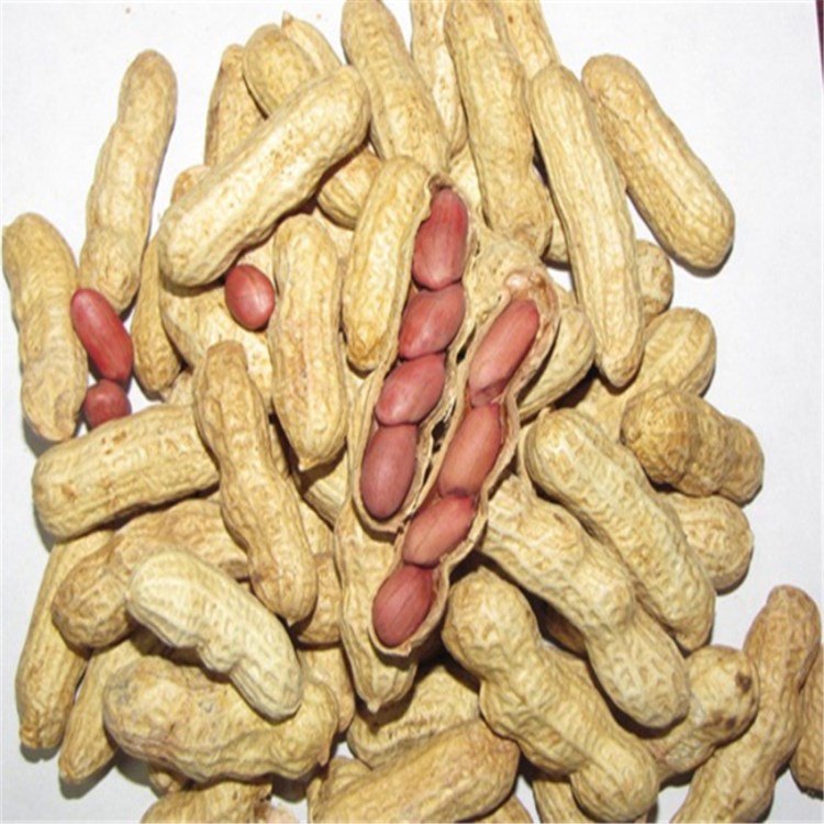 大量批發(fā)東北四粒紅大花生 帶殼紅皮 生花生 新貨上市
