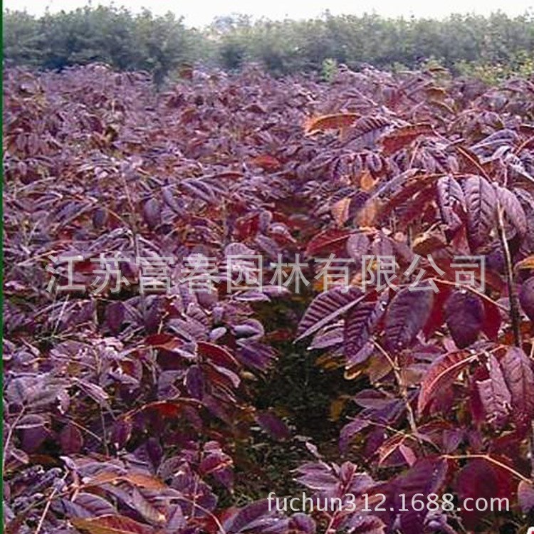 紅葉白蠟 金葉白蠟 白臘小苗批發 白蠟樹質量 歡迎選購