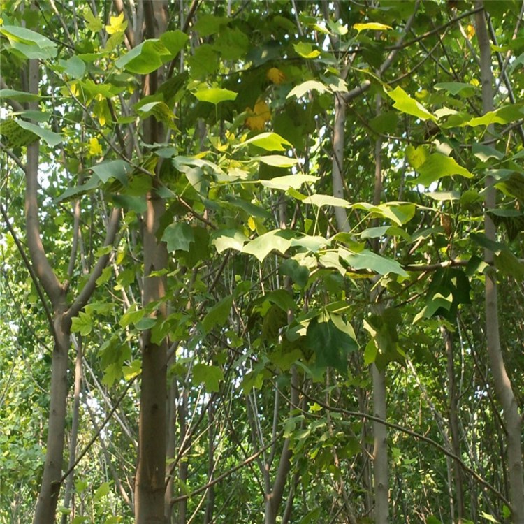 泰安基地供應(yīng)鵝掌楸馬褂木鵝掌楸規(guī)格樹形優(yōu)量大從優(yōu)