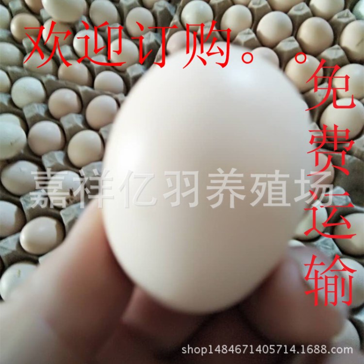 雞苗價(jià)格 快速大紅玉雞苗 蘆花雞苗飼養(yǎng)回報(bào)高 蘆花雞苗 受精種蛋