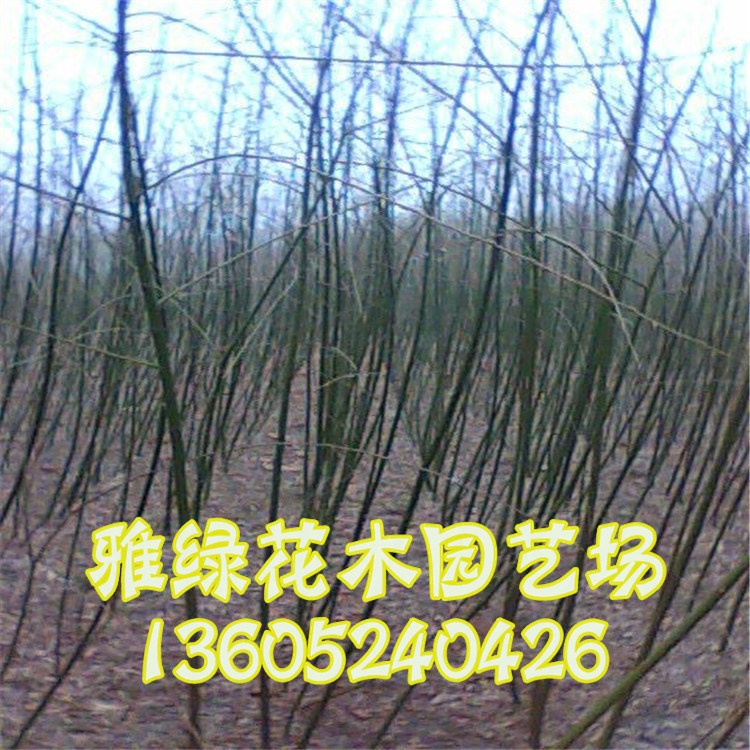 國槐樹苗批發 量大優惠 國槐規格  成活率高 速生國槐樹