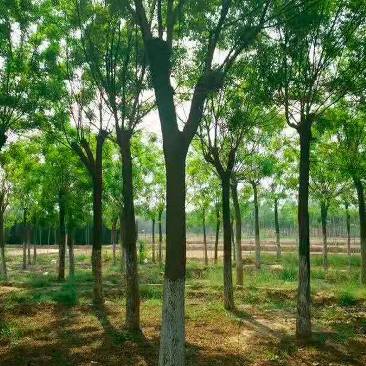 直供速生國槐  庭院景觀樹國槐樹 盛宏園藝場(chǎng)直供 貨源充足 價(jià)優(yōu)