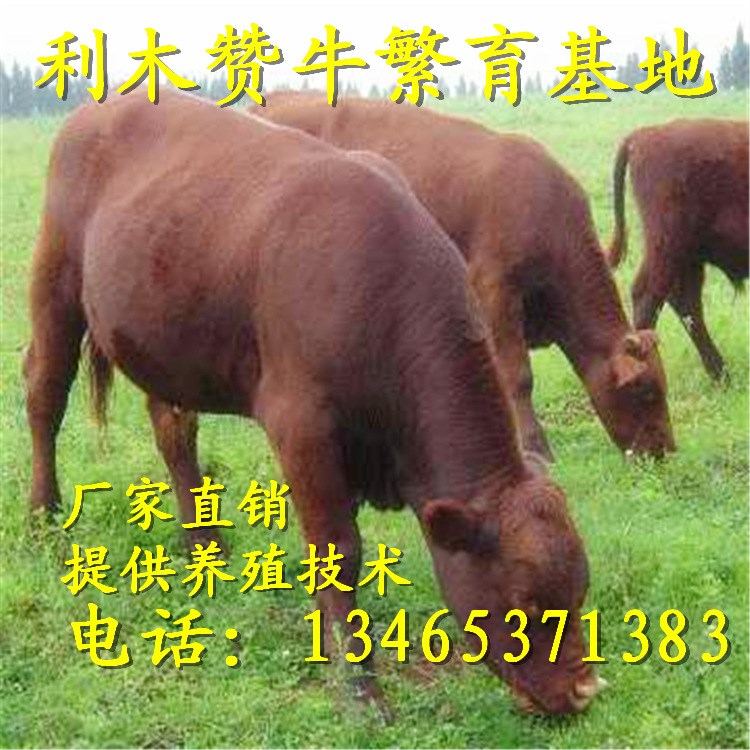 小牛犊小肉牛夏洛莱牛 肉牛品种大全 扶持项目养殖肉牛补贴