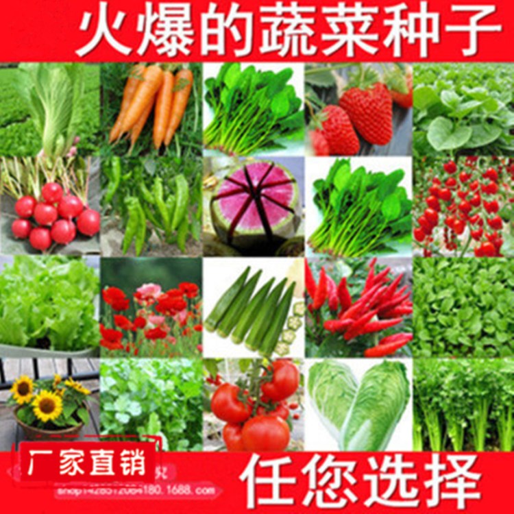 四季種植 蔬菜種子 套餐 陽臺盆栽菜種子家庭菜籽包發(fā)芽