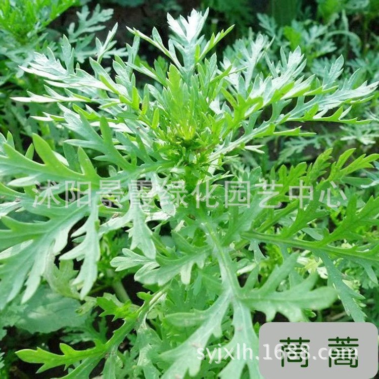 批發(fā)蔬菜種子清香茼蒿 中葉茼蒿 皇帝菜 陽(yáng)臺(tái)種菜 盆栽 秋播 菜籽