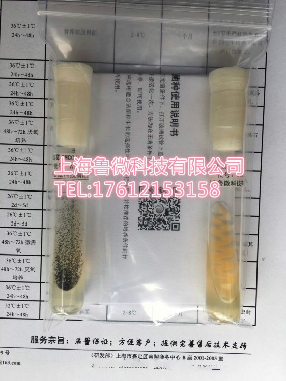 大腸桿菌-大腸埃希氏菌O157H7[NCTC12900] 標準菌種 /質控菌株