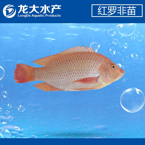 【大量出售】大量出售紅羅非魚苗  彩虹鯛魚苗