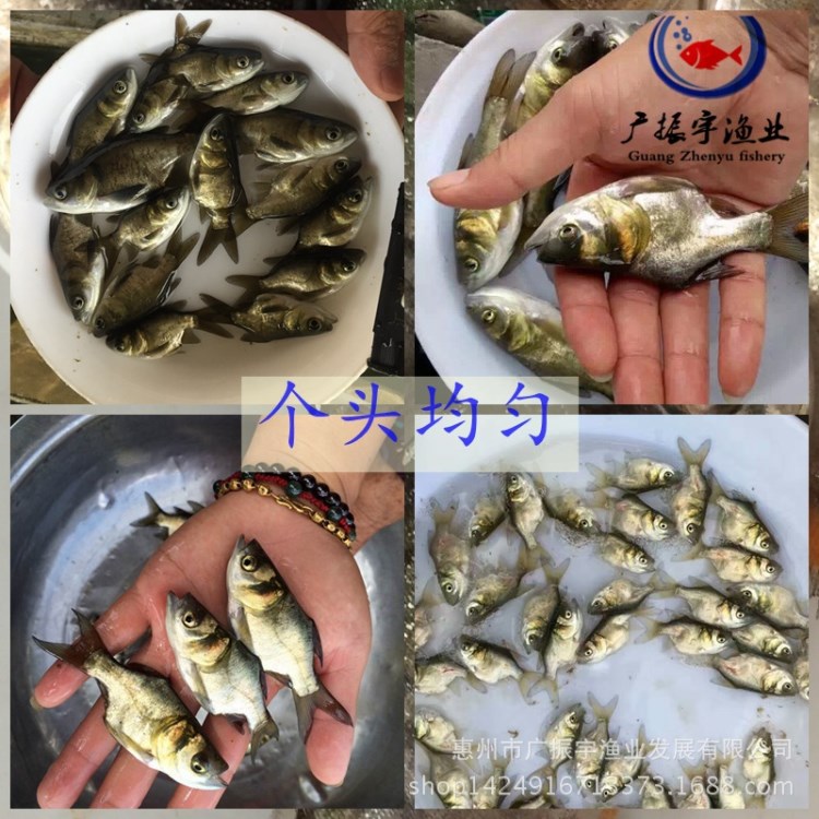 淡水鱼苗批发 鲫鱼鱼苗 罗非鱼苗 草鱼苗 等各种鱼苗