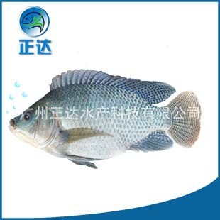 批發(fā) 全雄性吉富羅非魚(yú) 生長(zhǎng)速度快 產(chǎn)量高