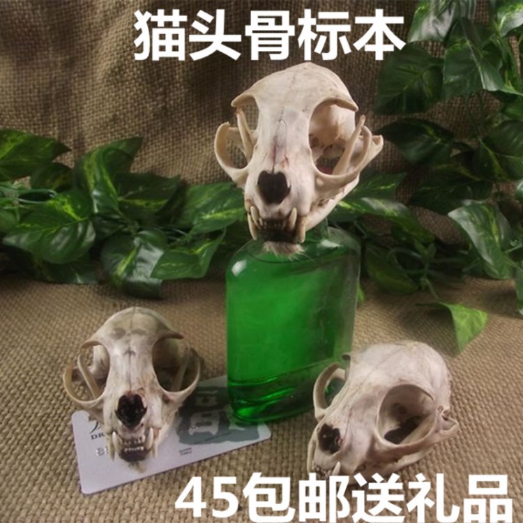 招財貓頭骨工藝品轉(zhuǎn)運狗守財標本模型保平安掛件擺件真品人氣寶貝