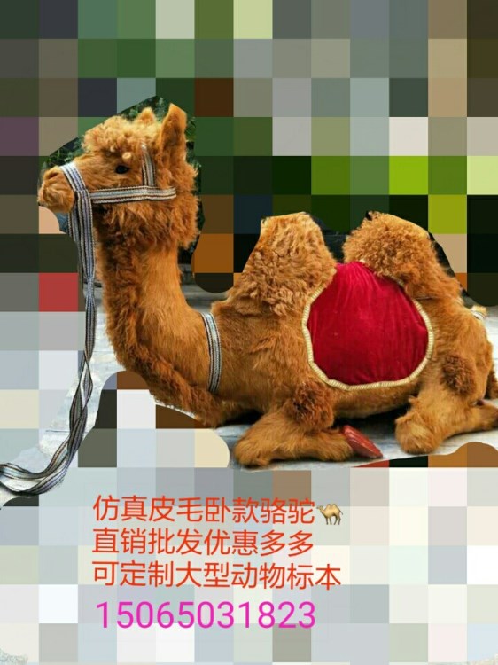 仿真皮毛臥款駱駝廠家直銷各種仿真動物影視照相道具展廳擺飾標本