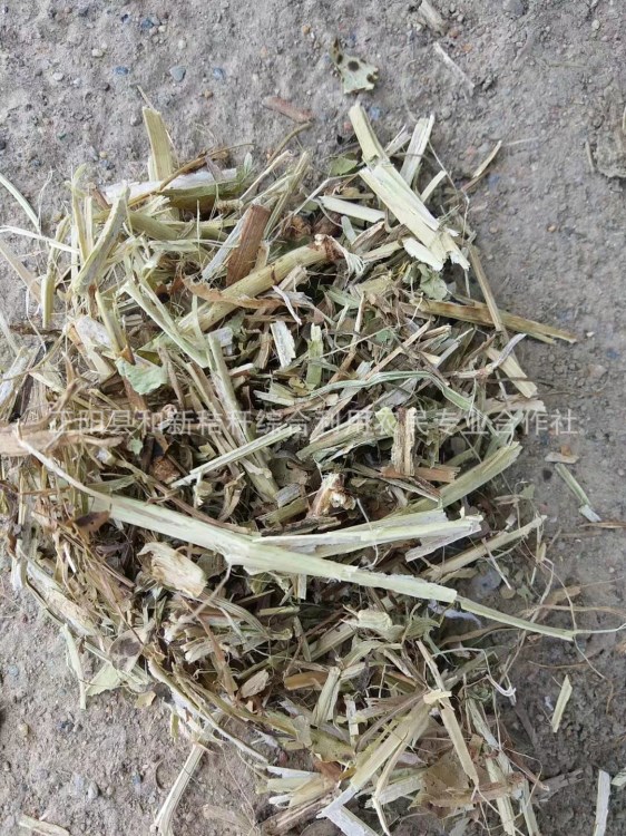 羊草