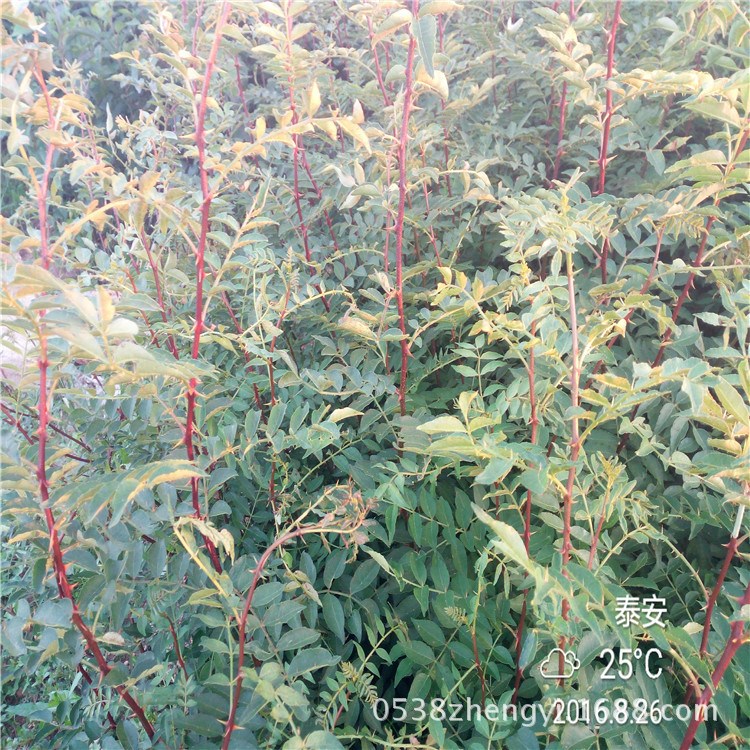 1年花椒苗 十里香花椒苗  當(dāng)年花椒苗 1年花椒苗價格